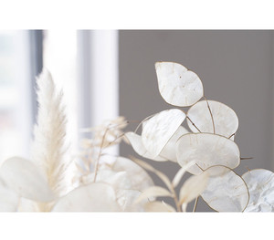 Fleur séchée naturelle Lunaria pour la décoration intérieure - Product Image 4