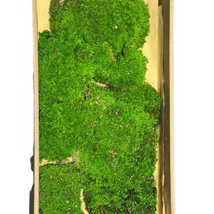 Material de pared de musgo verde preservado Dream Castle, 1 metro cuadrado, para decoración de interiores - Product Image 3