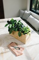 Ciseaux d'élagage de jardin, kit de plantes de croissance, de haute qualité
