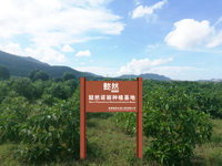 Spécialité locale de Hainan, Noni pur naturel mélangé avec des fruits tropicaux frais variés, jus