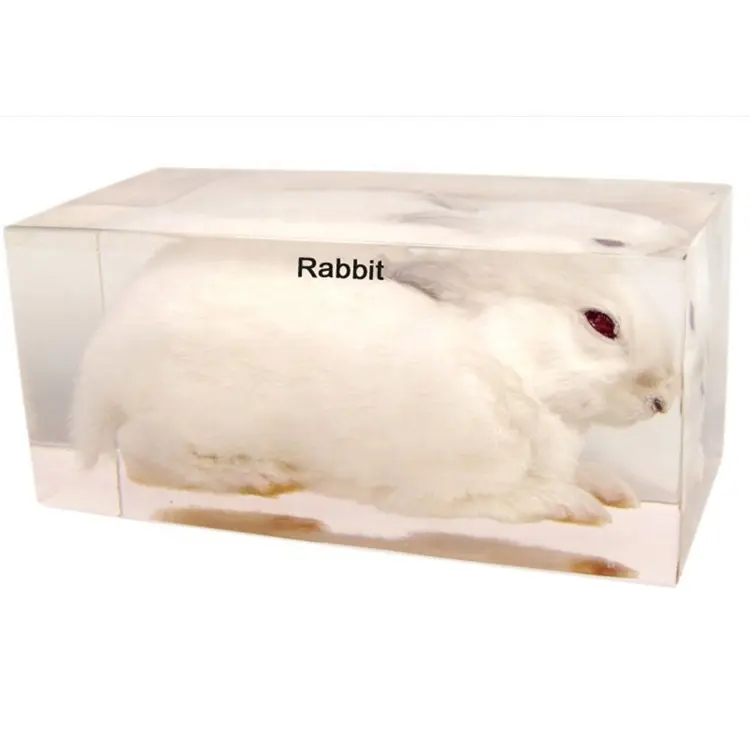 Spécimens de biologie 3D en résine transparente de lapin véritable Équipement éducatif de spécimen de biologie intégré pour les enfants