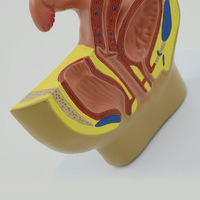 Modelo Anatómico Sagital de Órganos Genitales Internos, Útero, Demostración de Mini Pelvis Femenina, Sistema Reproductivo para Planificación Familiar