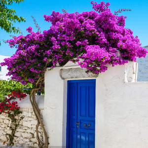 EG-G623 Lụa Hoa <span class=keywords><strong>Bougainvillea</strong></span> Nhân Tạo Tam Giác Mận Hoa <span class=keywords><strong>Bougainvillea</strong></span> Cho Đám Cưới Trang Trí Nội Thất - Product Image 5