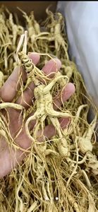 Kualitas Premium baru dipanen tumbuhan alami 25 tahun <span class=keywords><strong>Ginseng</strong></span> liar tumbuh di bawah kanopi hutan - Product Image 4