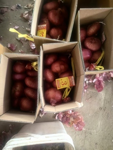 Fresh Red Purple <strong>Onion</strong> Supplier | Premium Quality <strong>Export</strong> From Shandong Non-Peeled 12 Month Shelf Life - Product Image 3