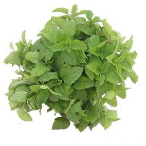 ผงสารสกัดจากบาล์มมะนาว5% rosminic Acid ผงสกัดจากเมลิสสาธรรมชาติ - Product Image 3