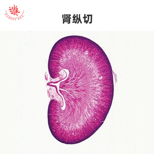 Lames microscopiques d'organes internes, spécimens histologiques physiologiques normaux, aides pédagogiques pour les cours d'anatomie de base en - Product Image 1