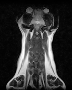 Système de résonance magnétique vétérinaire EUR VET à bon prix pour animaux, <span class=keywords><strong>appareil</strong></span> d'<span class=keywords><strong>IRM</strong></span> avancé, <span class=keywords><strong>appareil</strong></span> d'<span class=keywords><strong>IRM</strong></span> - Product Image 6