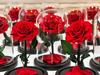 Roses éternelles artisanales préservées pour la Saint-Valentin, éternelles dans un dôme en verre avec LED