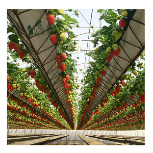 Système de serre hydroponique en verre intelligent pour <span class=keywords><strong>tomates</strong></span>, laitues, fraises, fleurs, agriculture en serre, ensemble complet de serre - Product Image 2
