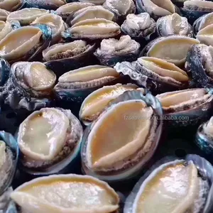 Abalone congelado de alta qualidade