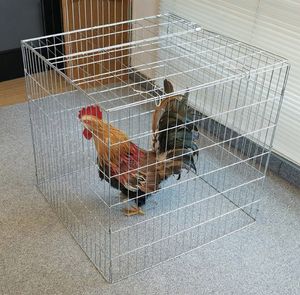 80*80*100 90*90*90 100*100*100 Jaulas en métal pour Gallos de Pelea produits métalliques - Product Image 5