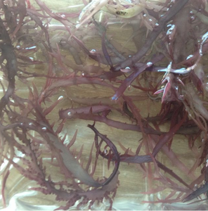 สาหร่ายดิบสีแดงทั้งหมดสำหรับขาย - Product Image 2