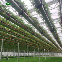 Systèmes de serres hydroponiques GT Farm, projets agricoles à faible coût pour la culture de tomates au Kazakhstan et en Ouzbékistan