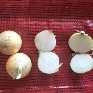Tươi Bán Buôn Trung Quốc Màu Đỏ/Vàng Hành Tây Giá Rẻ Giá Nhập Khẩu Xuất Khẩu Hữu Cơ Tươi Trắng Tỏi Và Tươi Hành Tây Nhà Cung Cấp - Product Image 6