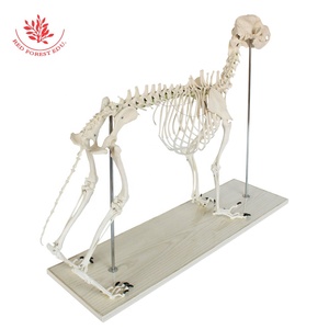 Modelo de <span class=keywords><strong>Esqueleto</strong></span> de Lobo, Modelo Anatómico Canino, para Estudio Veterinario y Anatomía <span class=keywords><strong>Animal</strong></span> - Product Image 2
