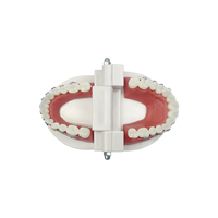 YOUYA DENTAL Tipodonto Dental Modelo Anatómico de Ortodoncia MX-030 de Plástico Realista, Semi-Selpligado, Normal, para Ciencias Médicas