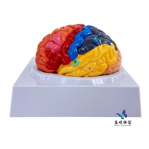 Modèle de simulation du cerveau humain à l'échelle 1:1, modèle de cerveau à zonage fonctionnel, modèle de cerveau à zonage cortical, avec codage couleur - Product Image 1