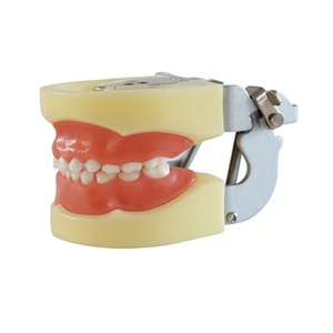 Children Primary Teeth Dental Study Model Soft Gum with FE Articulator - Product Image 2