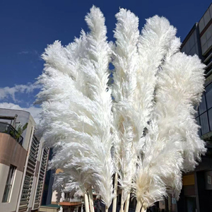 Grande herbe de <span class=keywords><strong>pampa</strong></span> blanchie couleur blanche neige 45 pouces de <span class=keywords><strong>haut</strong></span> herbe de <span class=keywords><strong>pampa</strong></span> blanche séchée <span class=keywords><strong>pour</strong></span> arche de mariage - Product Image 1
