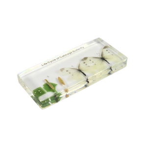 Ciclo de vida del espécimen incrustado de resina de mariposa repollo para enseñanza - Product Image 2