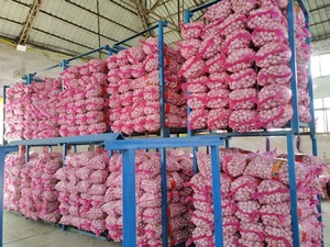 China Proveedor profesional de ajo blanco fresco Ail Ajo Alho Precio al por mayor competitivo 5/6/7/8/9/10kg en bolsa de malla - Product Image 6