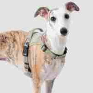 Harnais pour animaux à libération rapide, robuste, anti-traction et réfléchissant, type gilet pour chien, pour une promenade pratique - Product Image 2