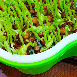 Bandeja de cultivo de vivero Microgreens, bandeja de germinación de <span class=keywords><strong>semillas</strong></span> de jardín de plástico PP con drenaje, bandeja de siembra de verduras, caja de cultivo de plántulas - Product Image 6