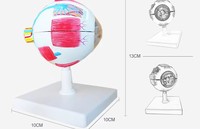 Modelo Anatómico de Ojo Ampliado de Venta Directa de Fábrica, Modelo Educativo de Globo Ocular Avanzado