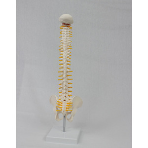 Modèle de colonne vertébrale DARHMMY 45CM avec anatomie vasculaire de l'occiput, colonne vertébrale et bassin (sans fémur), modèle de squelette en PVC - Product Image 4