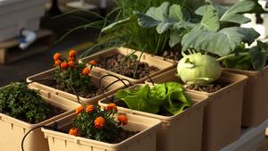 Macetas Holandesas Comerciales con Codos de Sifón para Cultivos sin Suelo, Riego Hidropónico y Equipos - Product Image 6