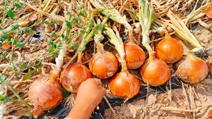 Pabrik langsung pupuk cair organik rumput laut polipidase penambah pertumbuhan tanaman perangsang <span class=keywords><strong>Bio</strong></span> meningkatkan bunga - Product Image 3