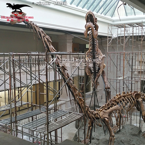 Bộ xương hóa thạch khủng long kích thước thực tế cho triển lãm Bảo tàng khoa học - Product Image 3