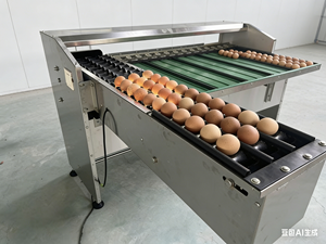 संतृप्त छोटे अंडे के आकार ग्रेड वॉशिंग मशीन चिकन अंडे सॉटिंग ग्रेटिंग मशीन मोटर फार्म उपयोग 5400/एच - Product Image 4