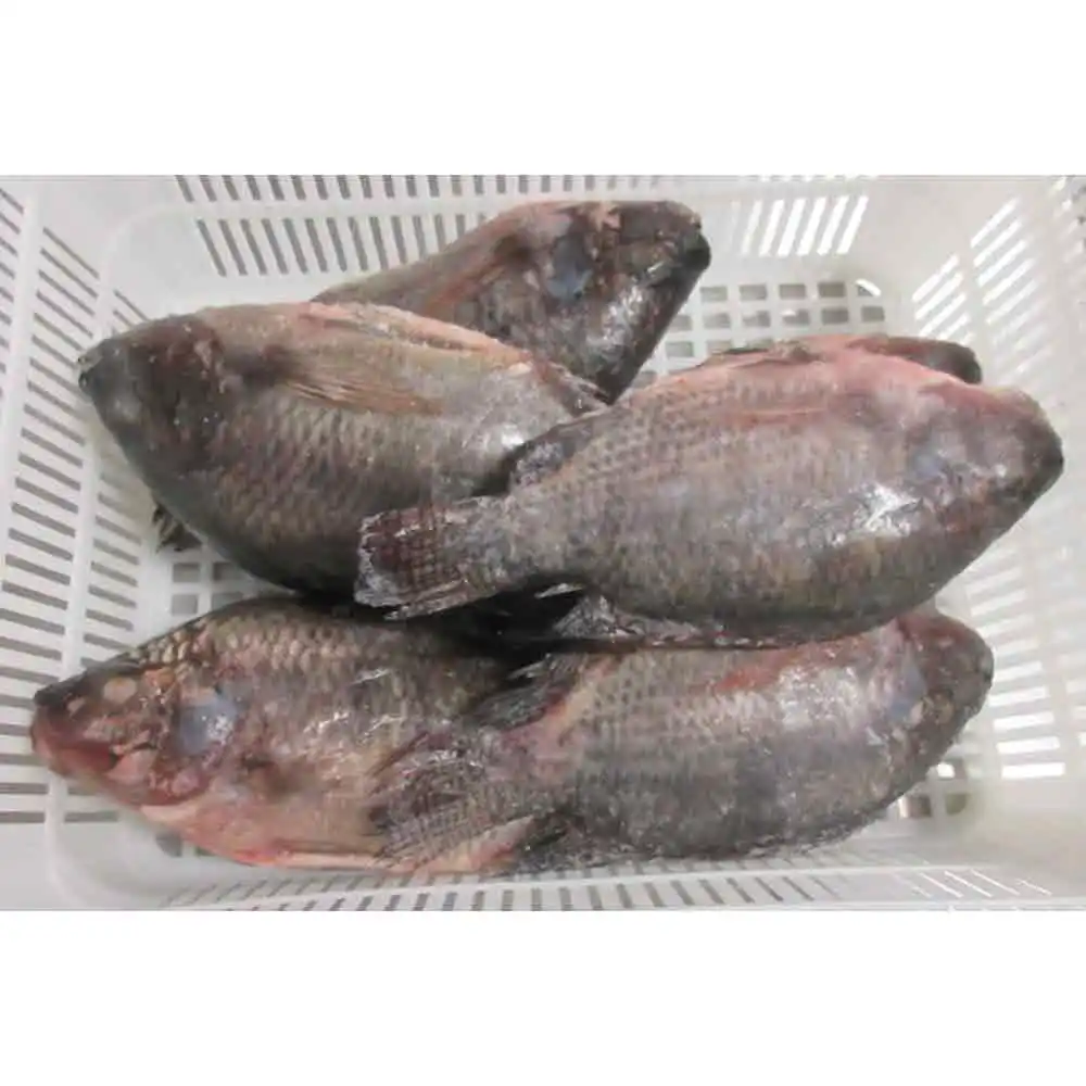 China niedrigen Preis gefroren Tilapia ganze gs gefroren frisch Tilapia gs gefroren Tilapia entkernt und skaliert