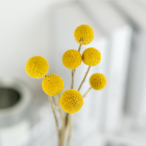 Zhuoou fiori secchi naturali conservati Billy Button essiccato Craspedia Flower Yunnan centrotavola di fiori secchi per Boho Home Decor - Product Image 3