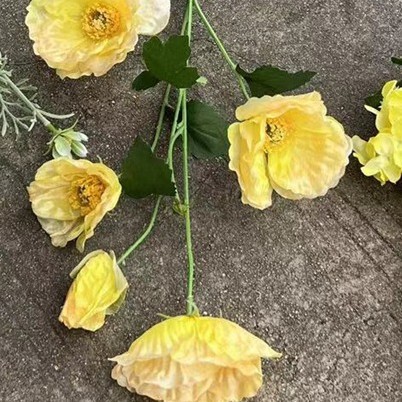 5 grosse tête jaune Yumei