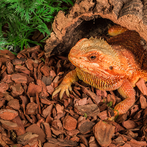 Reptizoo hữu cơ vỏ cây thông chất nền cho bò sát hồ cạn tự nhiên khác Sản phẩm vật nuôi chấp nhận được tất cả các mùa không hỗ trợ 200 4 L - Product Image 5