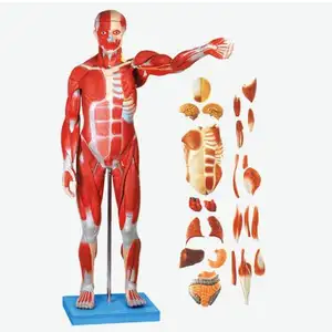 Tıbbi 78cm veya 170cm İnsan kas modeli İç organlar ile, İnsan vücudu anatomisi modeli