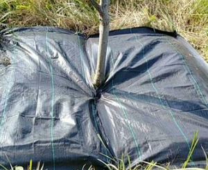 Membrana tejida de PP, cubierta de suelo de PE, rollo de estera de malezas, bloqueador de tela de Control de hierba, película de mantillo, hierba cortada a medida personalizable - Product Image 6