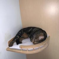 Meuble mural flottant en bois pour chat, lit de salon, étagère murale, perchoir pour chat, étagère d'angle pour chat