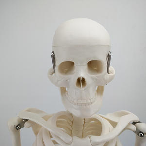 <span class=keywords><strong>Squelette</strong></span> humain modèle <span class=keywords><strong>de</strong></span> 85cm avec membres mobiles anatomiques demi-taille <span class=keywords><strong>de</strong></span> vie avec support en métal bras et jambes amovibles - Product Image 4