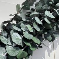 Tiges d'eucalyptus préservées pour la décoration de mariage, feuilles naturelles Silver Dollar