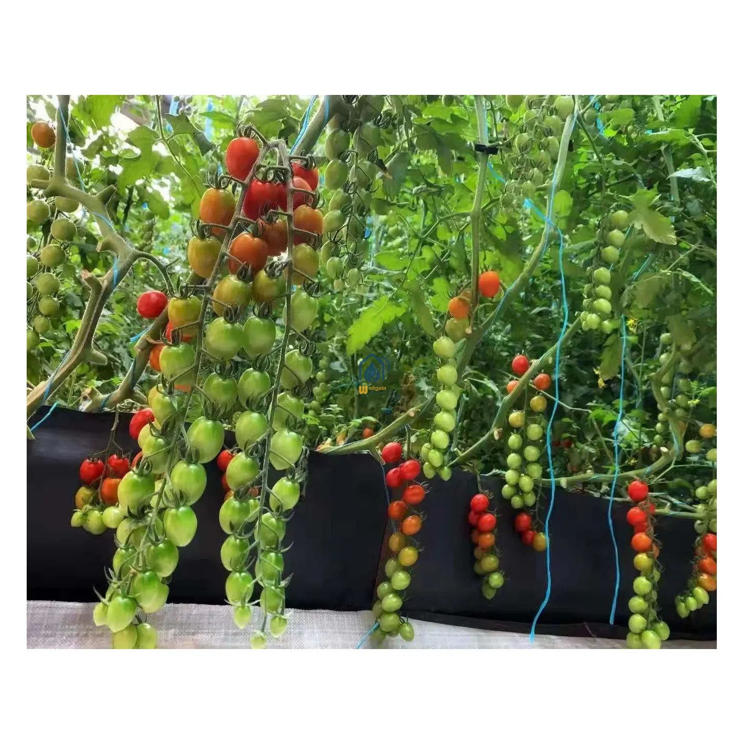 Agricultural Hydroponic Growing Tube for Pepper Strawberry