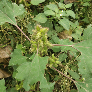 Frutos Secos de Xanthium Strumarium (Cang <span class=keywords><strong>Er</strong></span>) Naturales y Crudos a la Venta - Product Image 2
