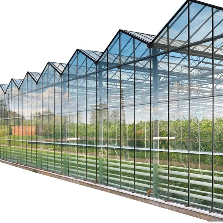 Turnkey Project Agricultural Glass Greenhouse for Tomato Growing