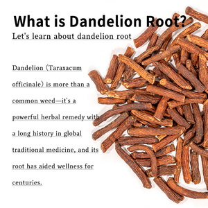 Raiz de Dente-de-Leão Torrada a Preço de Fábrica, Ervas Chinesas Cruas, Raízes de Dente-de-Leão Secas de Grau Alimentício para Chá - Product Image 4