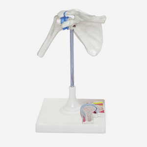 Gelsonlab HSBM-143 Atlas Sumbu dan Occipital Bone Model - Product Image 2