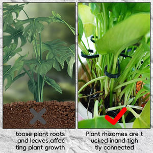 Nuevo producto 2025: Soporte para tallos de plantas, 3 colores, juego de 4 tamaños, accesorios de jardinería botánica de plástico - Product Image 4