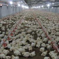 Système d'alimentation automatique pour volailles, mangeoire et abreuvoir de qualité supérieure pour poulets, en vente depuis la Chine